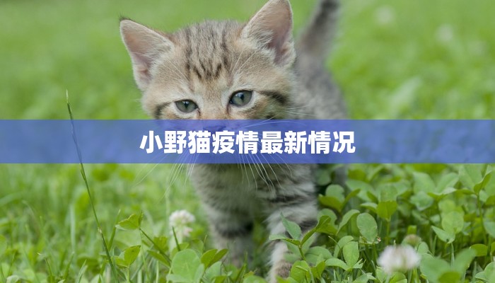 小野猫疫情最新情况 小野猫疫情最新情况